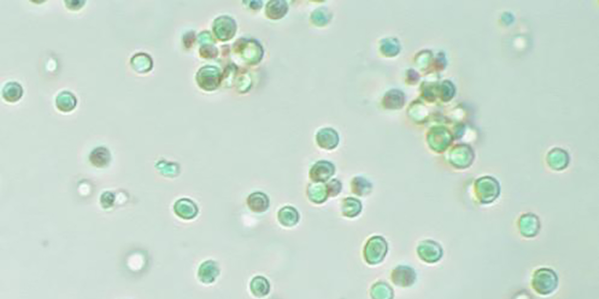 Da una microalga marina si ottengono anche fertilizzanti